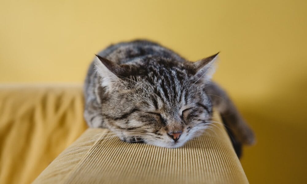 Photo Sleep mask