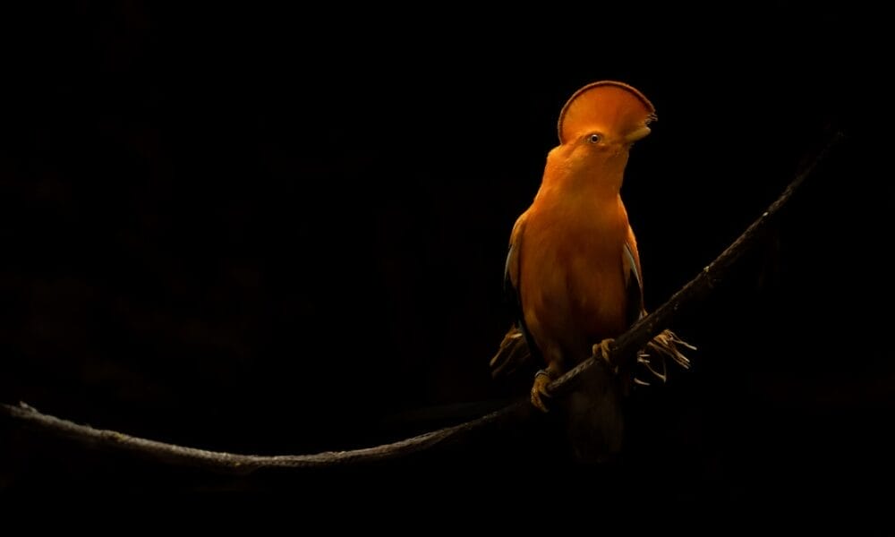 Photo Exotic birds