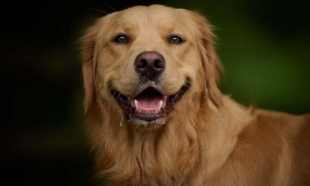 Photo Golden Retriever