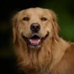 Photo Golden Retriever