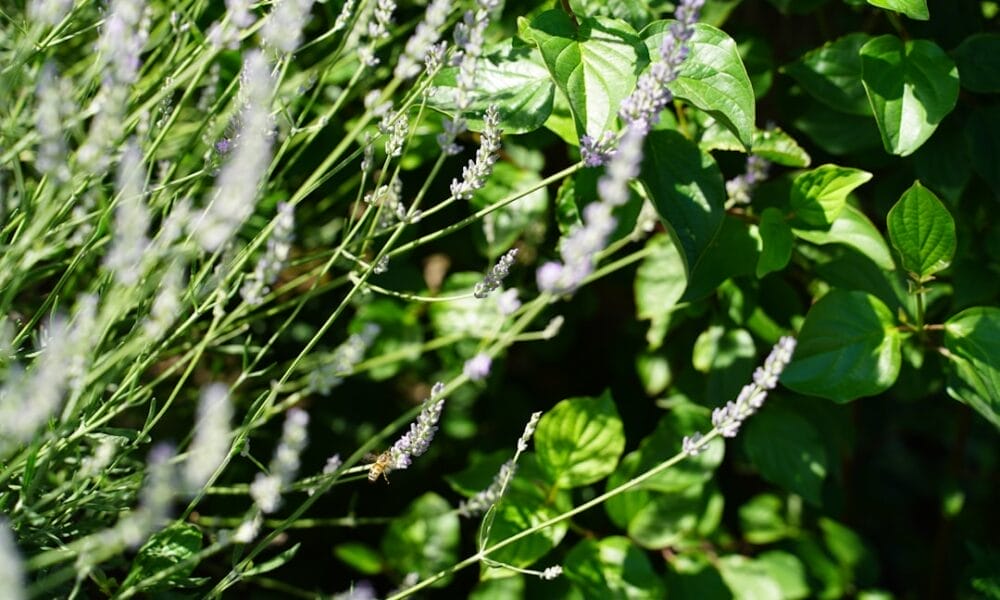 Photo Lavender oil