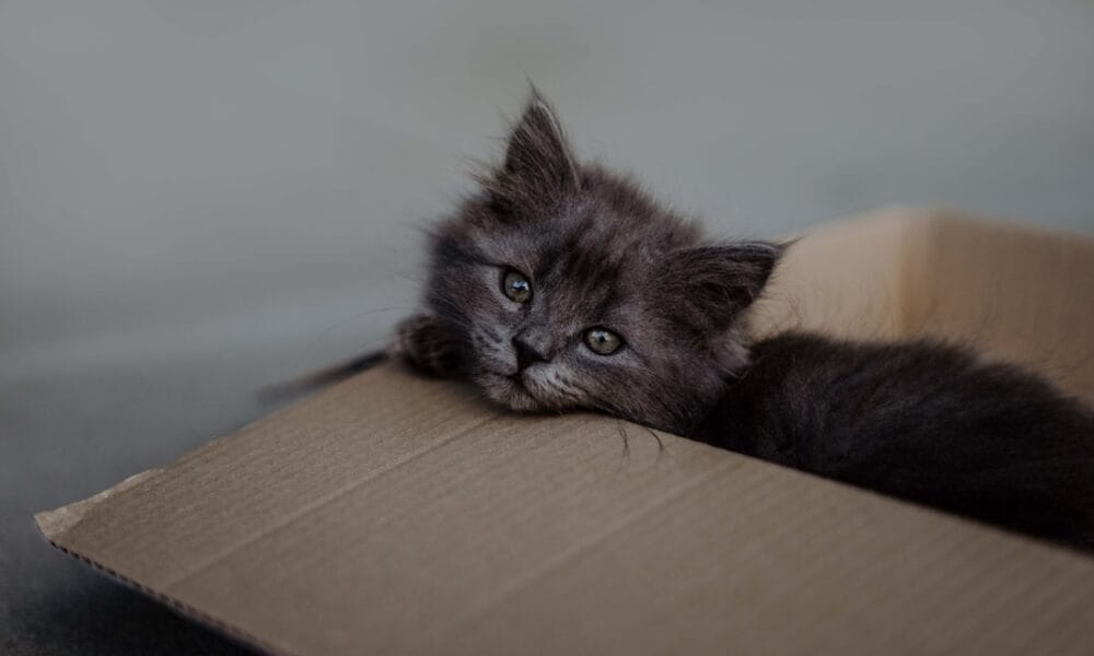 Photo Litter box