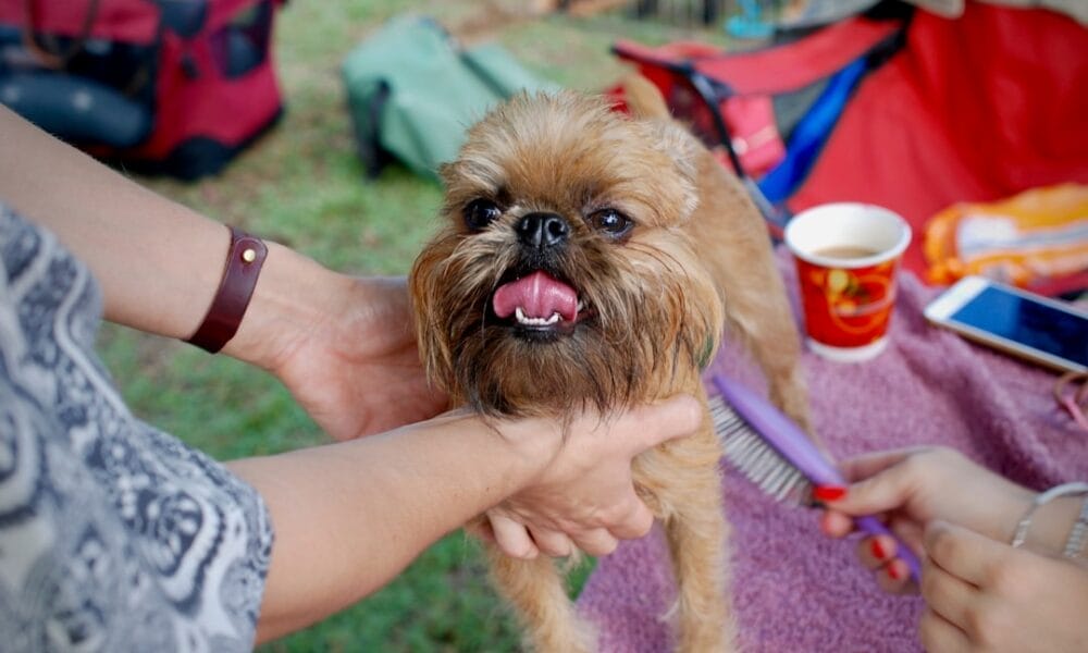 Photo Pet grooming