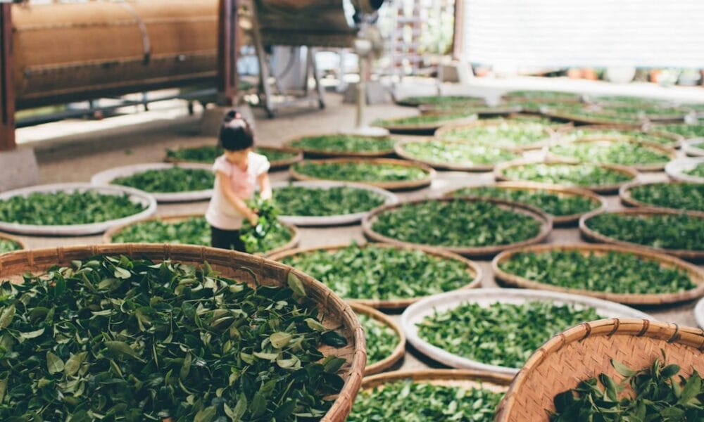 Photo Green tea leaves