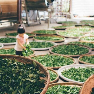 Photo Green tea leaves