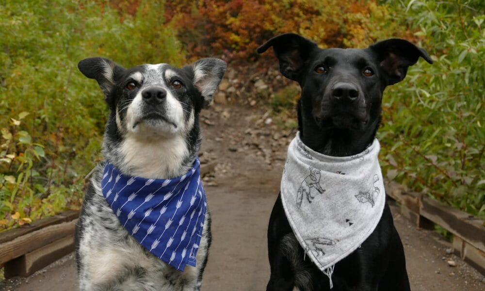 Photo Dog hiking