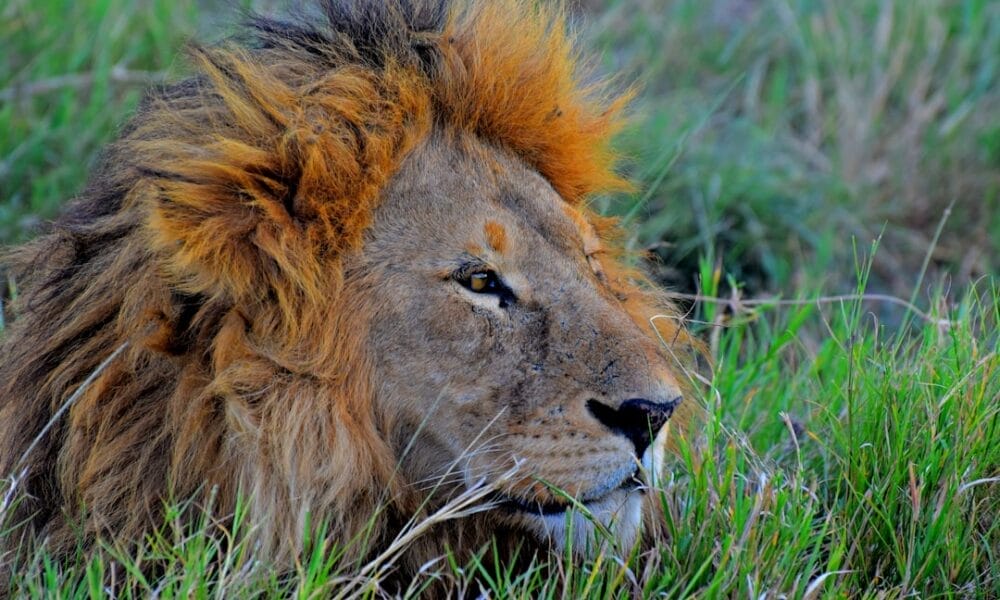 Photo Serengeti National Park