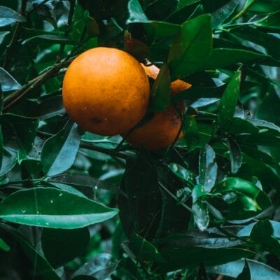 Photo Natural ingredients